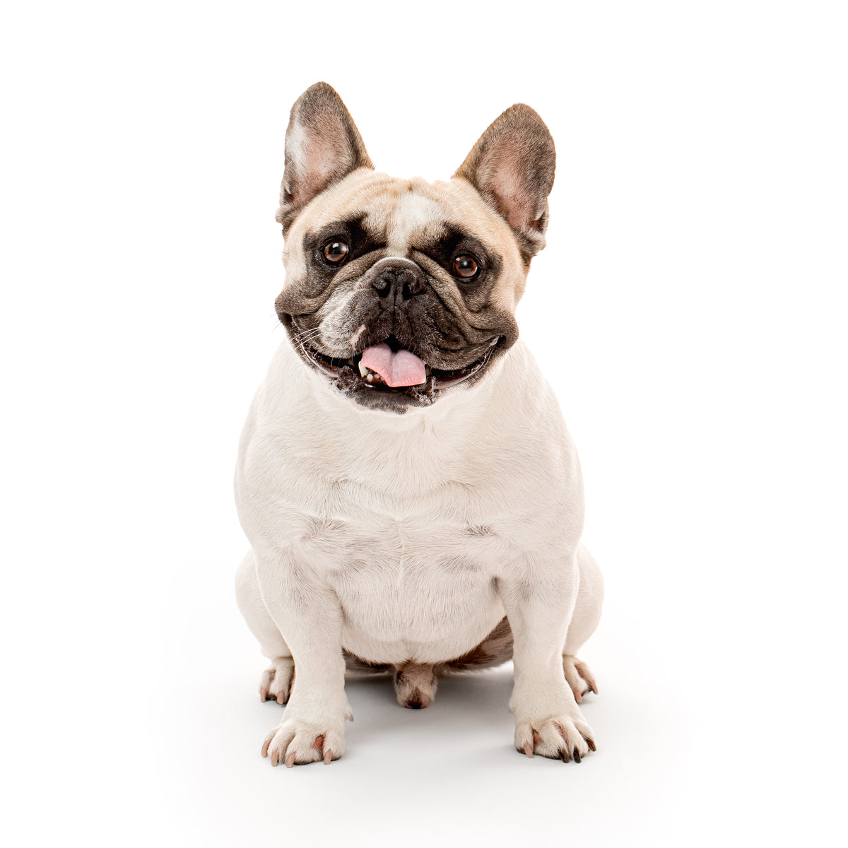 Rocket the Surf Dog, the French Bulldog behind the brand, as pictured in the About Rocket section.