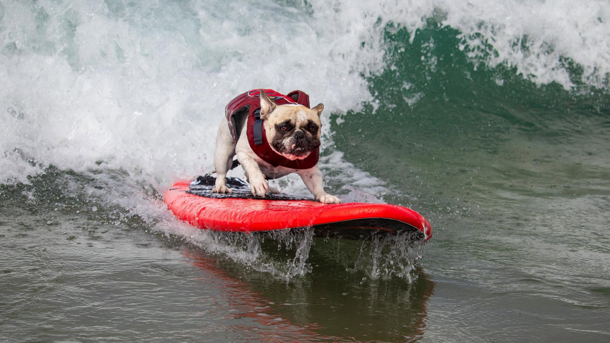 A small French bulldog wearing a red life vest stands on a bright red surfboard, riding a breaking ocean wave.